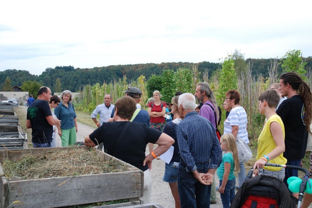 sativa fuhrungen bei posten stangenbohnen mb