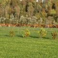 Futterhecken – Mehrwert für Tier, Betrieb und Biodiversität